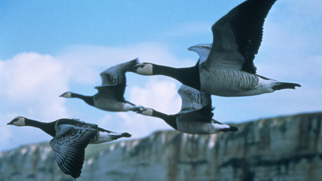 Winged Migration