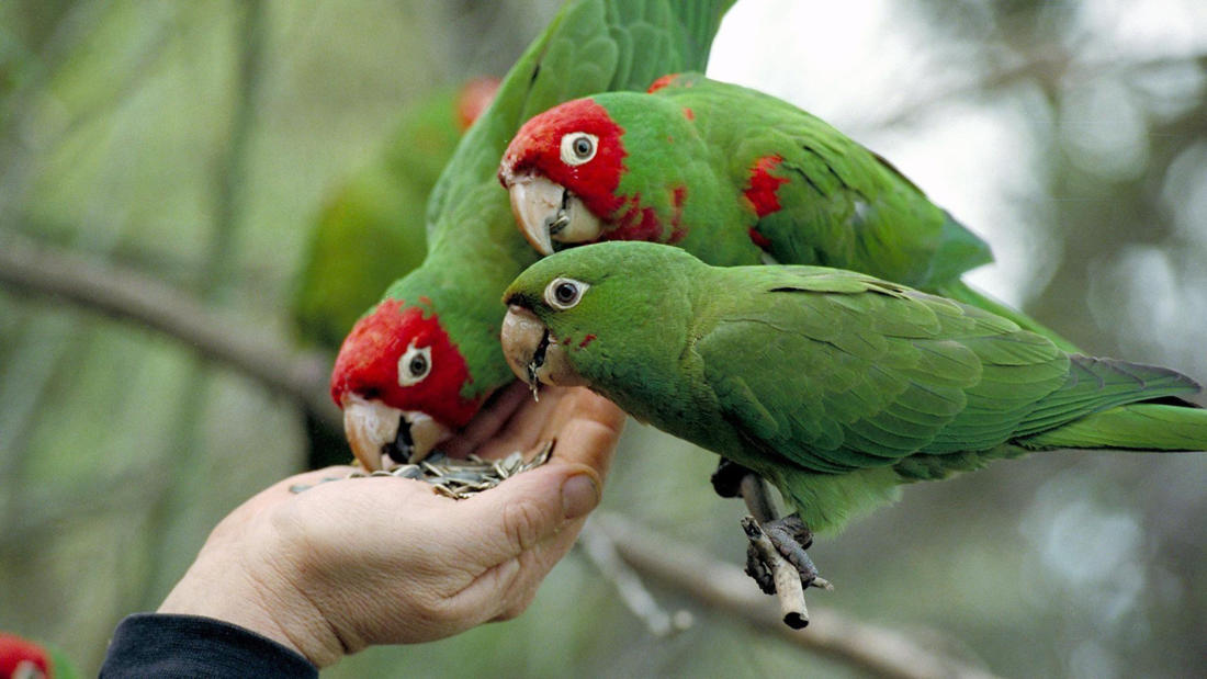 Wild parrots of telegraph hill sos