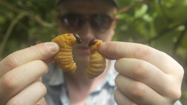Bugs
