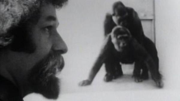 Primate