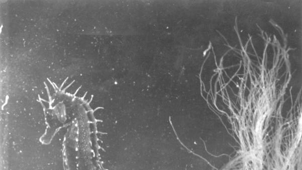 Love Lives of Sea Creatures: Films by Jean Painlevé, Isabella Rossellini, and Roberto Rossellini