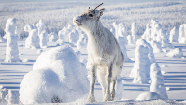 Ailo: Une Odysée en Laponie (Ailo: A Reindeer's Journey)