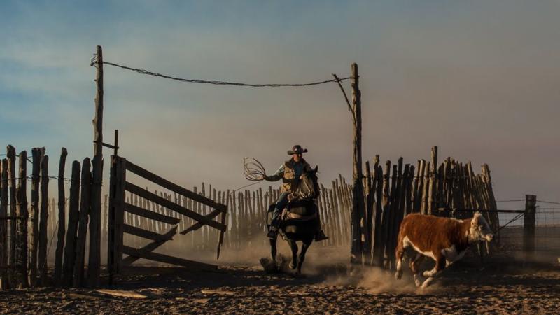 The lives of cows and cowboys
