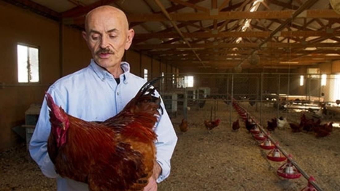 Eating Animals Low