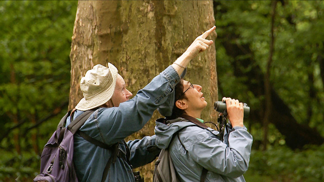 Birders  The  Central  Park  Effect