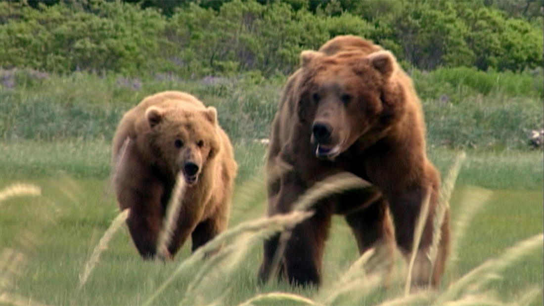 Grizzly Bears - Natural World Safaris