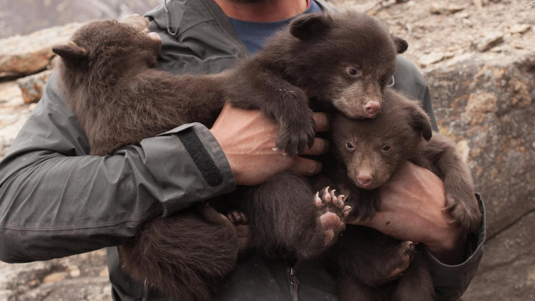 Bears of durango sos