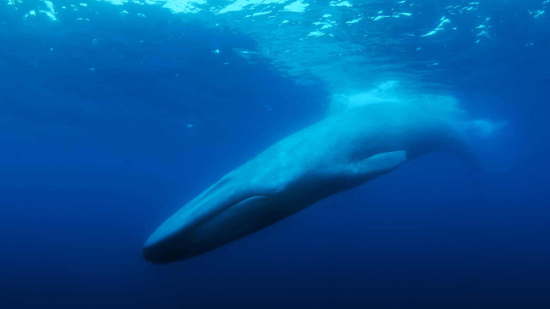 Loneliest whale