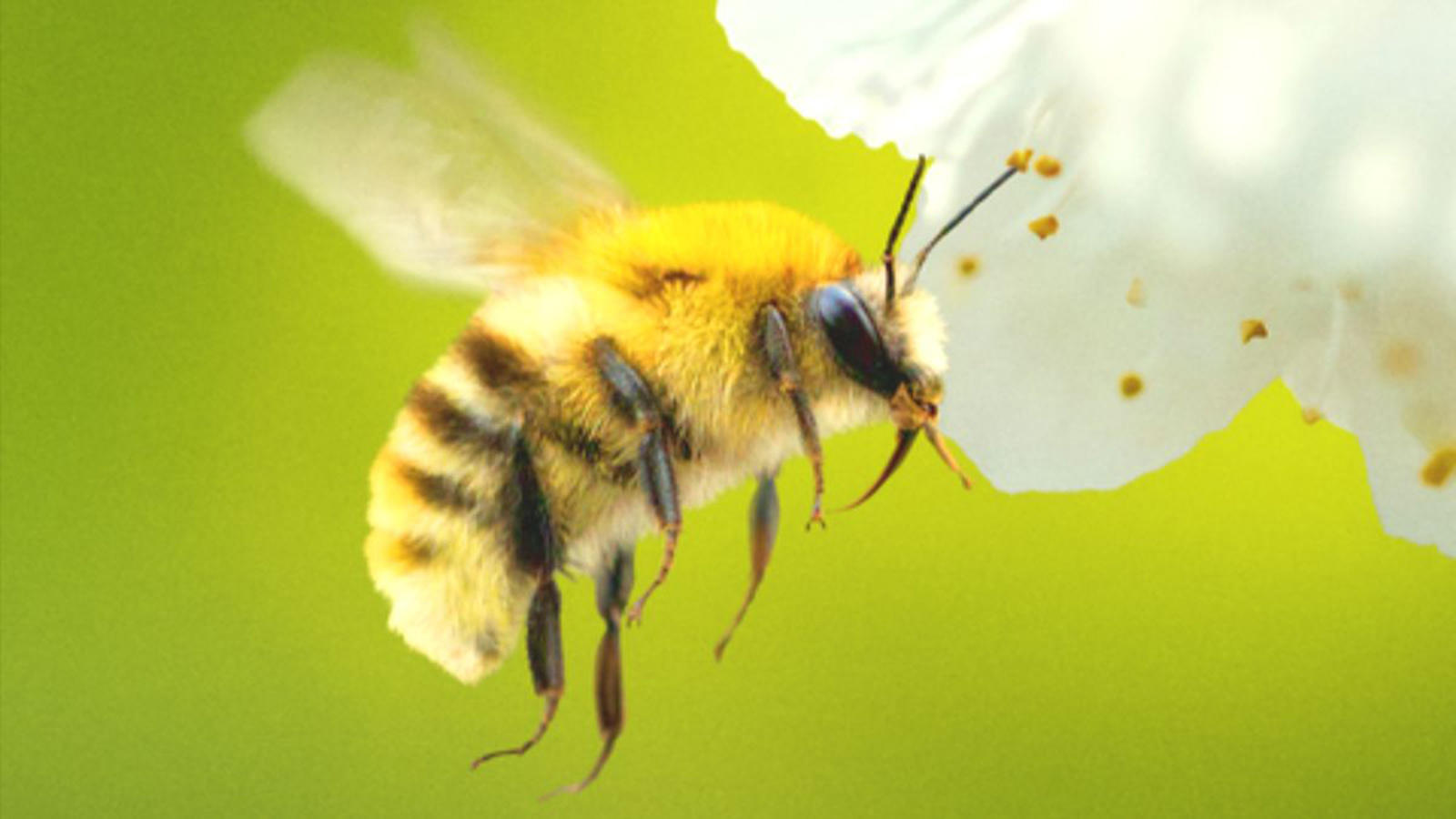 Secrets of the Bees (TV)