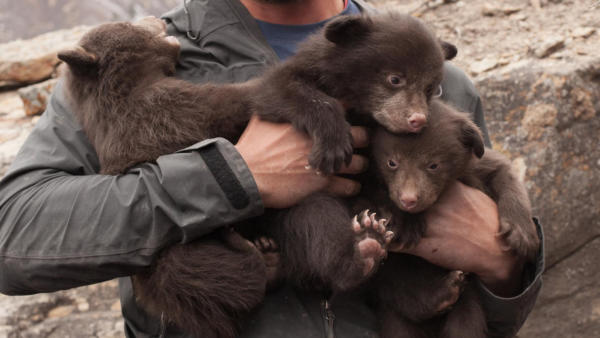 Bears of Durango