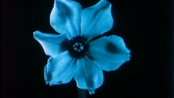 Films of Botanical Motion