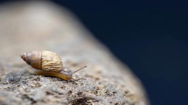 Snail Hunters