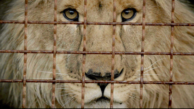 Saving Endangered Species