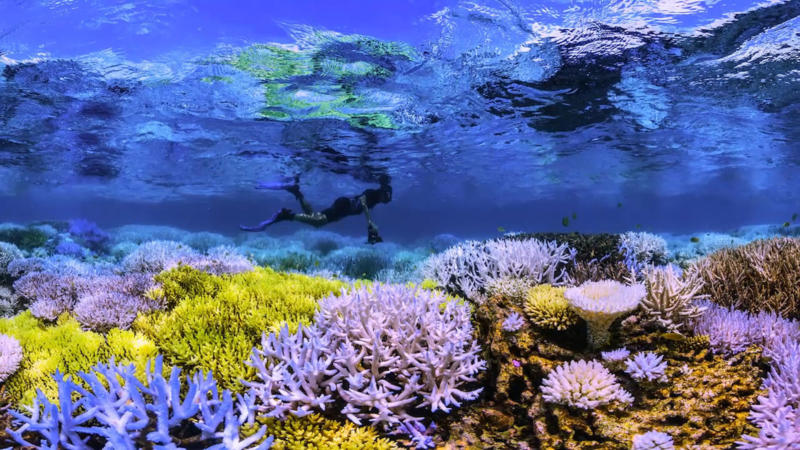 The disappearing coral reef
