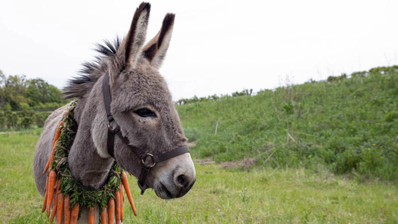 Tearing down misconceptions and building awareness on the nature of donkeys