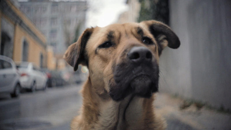 [ONLINE] Street smarts: Living with feral dogs