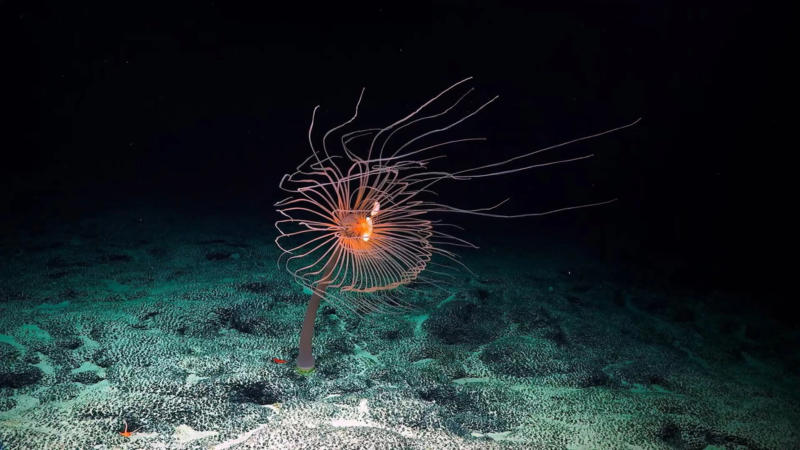 Promise and peril of deep-sea mining