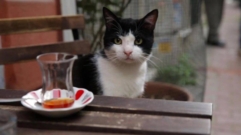 Pets and the emotional benefits of our co-existence
