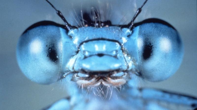 Often overlooked: lives of insects and why they matter