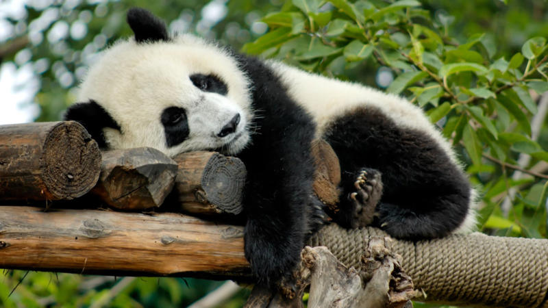 A zoologist's experience with giant pandas