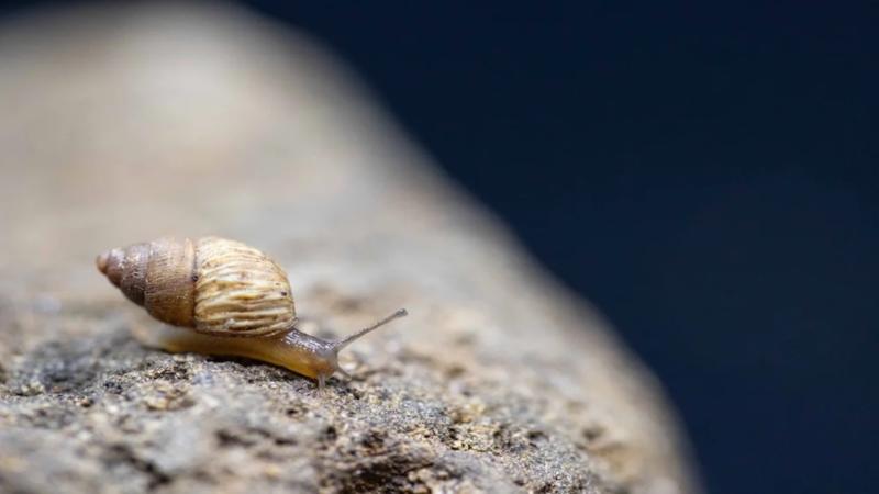 Evolutionary Biology, Ecology, and Conservation